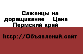 Саженцы на доращивание. › Цена ­ 13 - Пермский край  »    